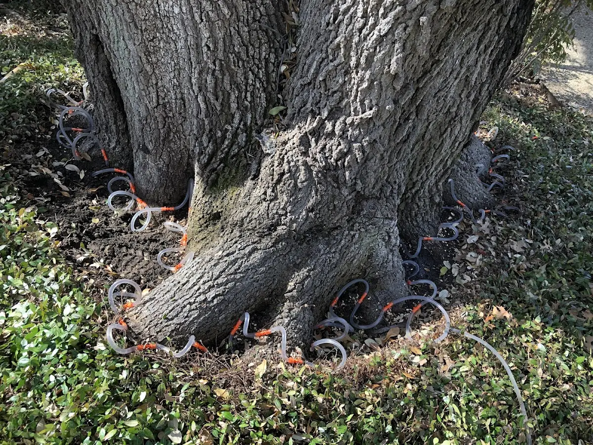 Detailed Tree Cabling and Bracing job site in Sulphur Bluff