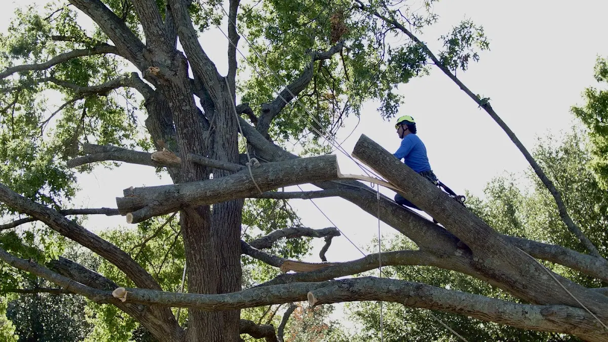 Professional Hazardous Tree Removal performed by certified arborists in Sulphur Bluff
